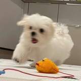 哎呀呀