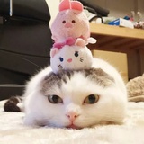 青青