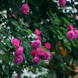豆豆捌