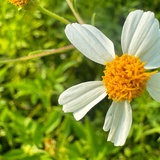 火花