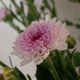 豆花