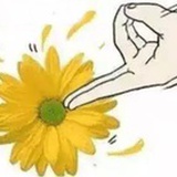 菊花小课堂