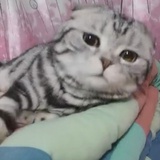 唛唛脆汁鸡