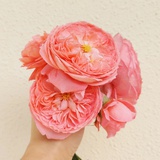 种菜人