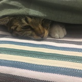 ᶘ ᵒᴥᵒᶅ