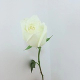 阳光明媚