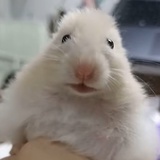 闻笛