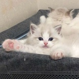 吃了橙子的鱼