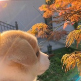 飞飞
