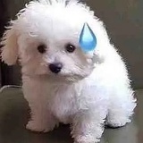 卡q因(卖粥版)