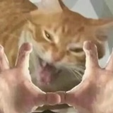斐少