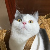 小怪的餐桌