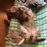 宇尘