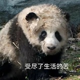 我嗑的都是真爱