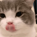 orligay