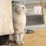 吃瓜群众313