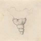 coccyx