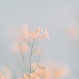 朝歌