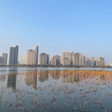 想飞的鱼