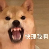 游泳圈来了哇