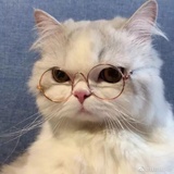 看到碗里来