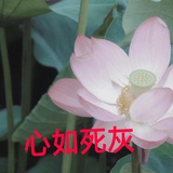 普通人一个