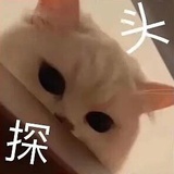 揽星抱月
