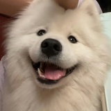 酱烧小笼包orz