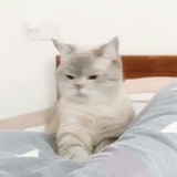 莫得感情的杀手