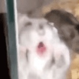 jin