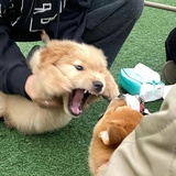羊了个小羊