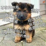 德牧狗狗