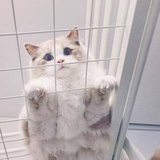 刘 。