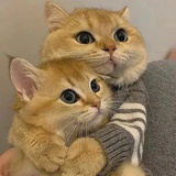斑点猫
