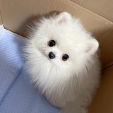 九号小熊