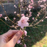 顷禾颖