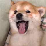 狂野男孩