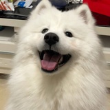 Lio