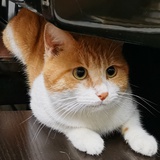 丫y