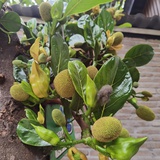 小小