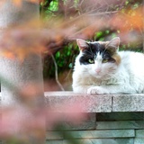 猫咪🐱