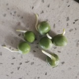 叶初盈