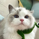 白花之歌