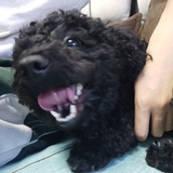 独心