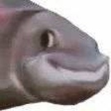 嘘