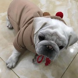 欢乐马
