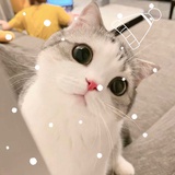 美式加冰