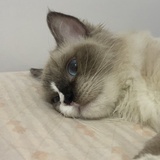 霉煎饼