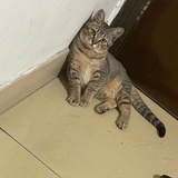 梵塔黑