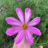 只想摆烂
